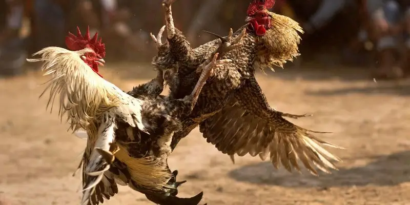 choi ke philippines chuyen nghiep Hiểu thế nào về đá gà trực tiếp