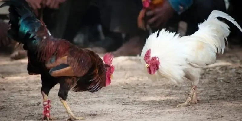 choi ke philippins cang thang Chọi kê cựa dao Philippines căng thẳng