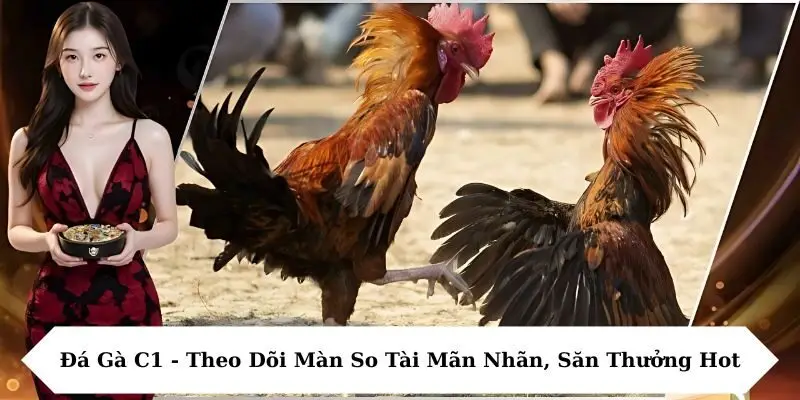 Đá gà C1