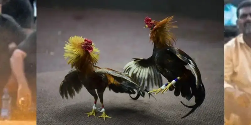 da ga casino la noi ly tuong de ban tham gia VNSOXO là lựa chọn lý tưởng vì có giấy phép hoạt động