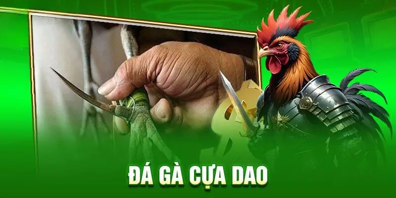 Đá gà cựa dao