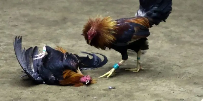 da ga cua sat vnsoxo kich tinh trong tung giay phut Nghiên cứu chiến kê để nâng cao cơ hội chiến thắng