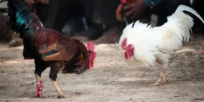 Trận đấu đá gà cựa dao VNSOXO thường diễn ra rất nhanh