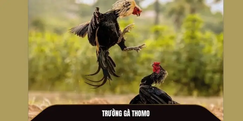 trường gà Thomo