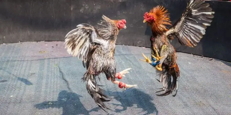 ga choi c1 duoc huan luyen bai ban de thi dau 1 Đăng ký sớm sẽ nhận được nhiều lớn thế hơn