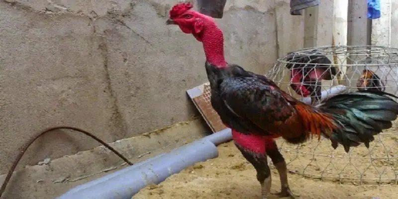 ga choi c1 duoc huan luyen bai ban de thi dau Những đặc điểm này kiến chiến kê C1 cực kỳ nổi bật