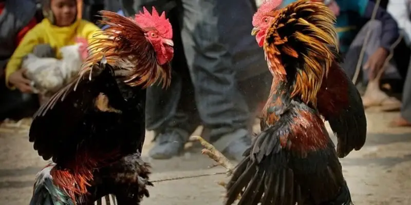 hay tham gia vnsoxo de duoc ca cuoc an toan Đá gà Casino là nơi lý tưởng để bạn tham gia