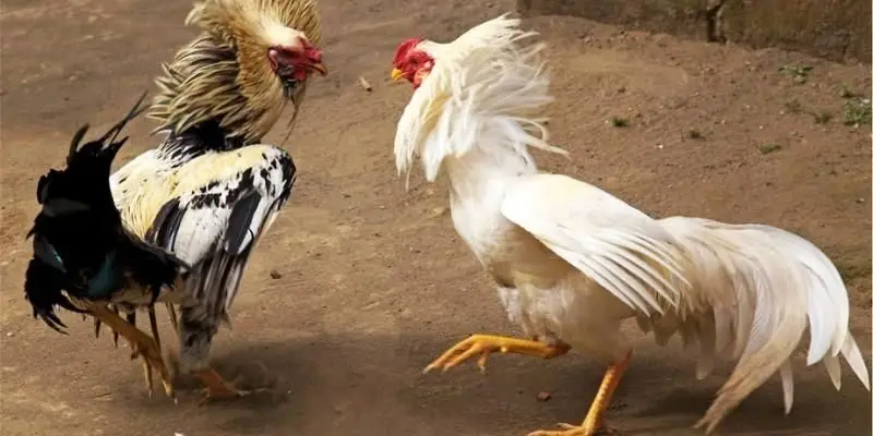 hieu ro quy tac thi dau ban moi co the ca cuoc Đá gà cựa sắt VNSOXO kịch tính trong từng giây phút