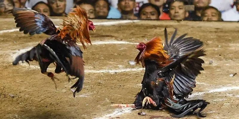 khong nen tuy tien dat cuoc hay len ke hoach cu the Không nên tùy tiện đặt cược, hãy lên kế hoạch cụ thể