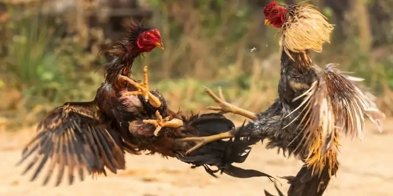 nghien cuu chien ke de nang cao co hoi chien thang Hiểu rõ quy tắc thi đấu bạn mới có thể cá cược