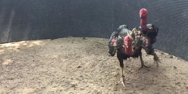 nhung dac diem nay kien chien ke c1 cuc ky noi bat Nơi đâu cũng được gắn máy quay để đảm bảo minh bạch