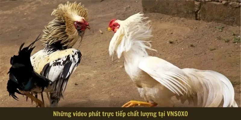nhung video phat truc tiep chat luong tai Những video phát trực tiếp chất lượng tại VNSOXO