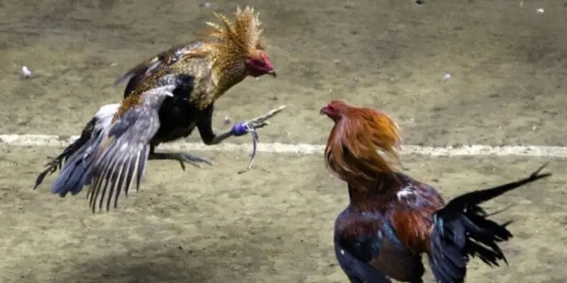 noi dau cung duoc gan may quay de dam bao minh bach 1 Mỗi ngày nơi đây tổ chức 50 trận đấu