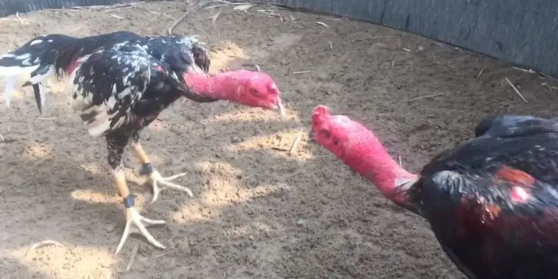 noi dau cung duoc gan may quay de dam bao minh bach Gà chọi C1 được huấn luyện bài bài để thi đấu