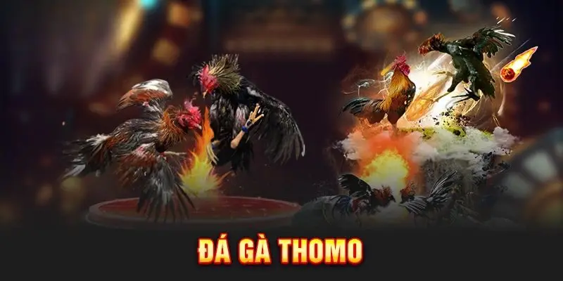 Tham gia đá gà Thomo để nhận về phần thưởng khủng 
