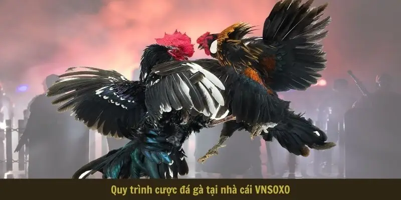 quy trinh cuoc da ga tai nha cai Quy trình cược đá gà tại nhà cái VNSOXO