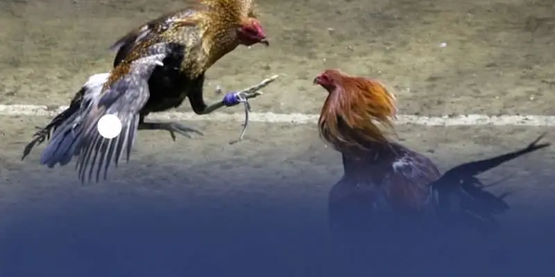 tan huong tung cu da gay can chan thuc Tận hưởng từng cú đá gay cấn, chân thực