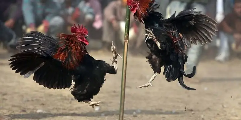 tham gia da ga truc tuyen co the ca cuoc tai nha Tham gia đá gà trực tuyến có thể cá cược tại nhà