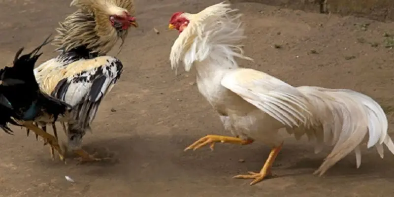 update lien tuc cac tran choi ke Update liên tục các trận chọi kê